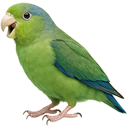 Cobalt-rumped Parrotlet